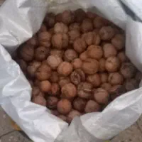 گردو درخت خودم