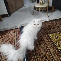 گربه ماده|گربه|تهران, طیب|دیوار