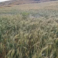 فروش ۱۰هکتار زمین کشاورزی دیم یکجا روستای چپقلو|فروش زمین و ملک کلنگی|دوتپه, |دیوار