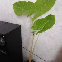 گل طبیعی بابا آدم