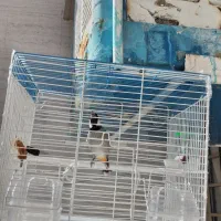 پرنده نر بخون