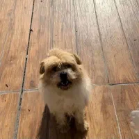 سگ شیتزو واگذاری رایگان