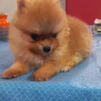 توله پامرانین عروسکی خرسی  مینیاتوری