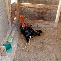 خروس و مرغ لاری|حیوانات مزرعه|شفت, |دیوار