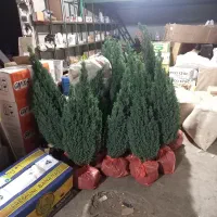 سدر آتلانتیک|گل و گیاه طبیعی|فولادشهر, فولادشهر|دیوار