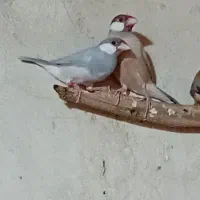 فنج نرگسی وانگلیسی