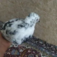 کبوتر|پرنده|چگنی, |دیوار