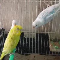 مرغ عشق