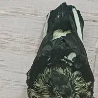 کبوتر پیدا شده