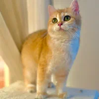 گریه بریتیش گلد ny12