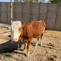 گاو گوساله تلیسه