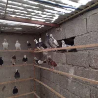 کفتر پرشی