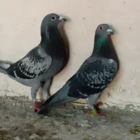 ۵جفت مولد کبوتر پلاکی نر و ماده