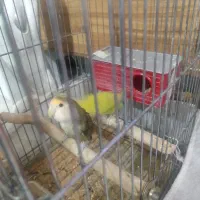 طوطی برزیلی نر و ماده تخم گذار