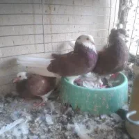 یک جفت نر و ماده کشکلک سرخ