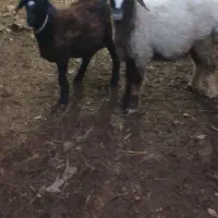 شیشک ۱۸ ماه چاق بختیاری ترکمنی|حیوانات مزرعه|کلاله, |دیوار