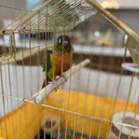 طوطی گرینچیک