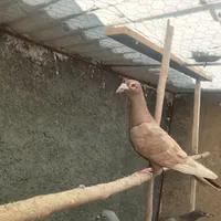 پلاکی سبز دوخط ۲۰۲۳   کورک نامه بر نر مس مس|پرنده|کرمانشاه, |دیوار
