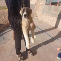 یک دل بزرگ ویک توله ماده ویک پاکوتاه نرو