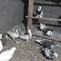 کبوتر کفتر طوقی سرور آبادانی