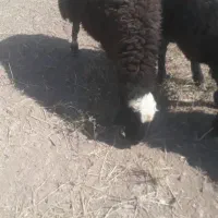 قوچ جوان وکاملا سلامت وسرحال نژاد افشار