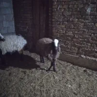 میش شال با بره سبک