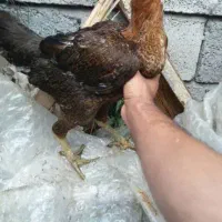 انواع جوجه ۵ روزه تا مرغ و خروس وبوقلبون|حیوانات مزرعه|خرم‌آباد (تنکابن), |دیوار