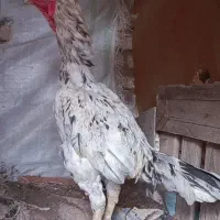 خروس و مرغ لاری