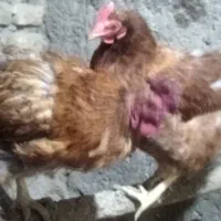 مرغ|حیوانات مزرعه|مرند, |دیوار