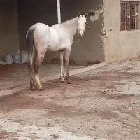 مادیان ترکمن