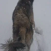 سگ سراب پژدر عراقی قدرجونی|سگ|لاران, |دیوار