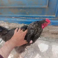 خروس سیاه و تخم نطفه دار قو غاز و لاری
