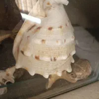 آکواریوم ماهی|ماهی|شیراز, شهرک برف فروشان|دیوار