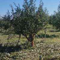 هرس|خدمات باغبانی و درختکاری|نوشین شهر, |دیوار