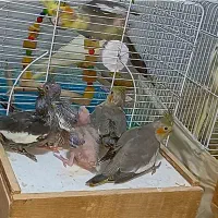 خریدار عروس هلندی شما فروشی هم موجوده|پرنده|لاهیجان, لیالستان|دیوار