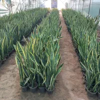 فروش عمده سانس وریا ابلق