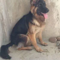 واگذاری سگ ژرمن همه چیز تمام ۱۷