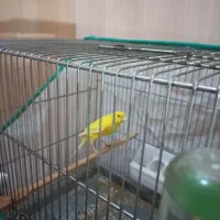 دو عدد قناری نر ویک ماده بفروش می رسد|پرنده|بیجار, |دیوار