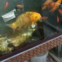 ماهی کوی بزرگ مولد|ماهی|شیراز, شهرک سعدی|دیوار