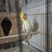 تعدادی عروس هلندی لوتینو وآلبینو|پرنده|بندر انزلی, معلم|دیوار