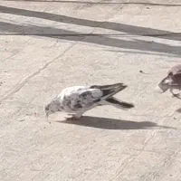 کفتر گمشده