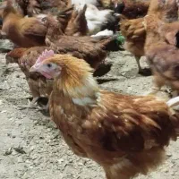 نمیچه مرغ و خروس سانپارس