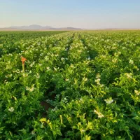 زمین کشاورزی|اجارهٔ دفتر صنعتی، کشاورزی، تجاری|کبودرآهنگ, |دیوار