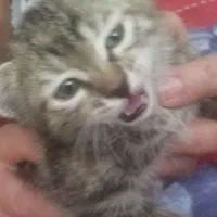 واگذاری 3 بچه گربه خیلی ناز
