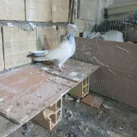 کبوتر آنتیک سینه ابی
