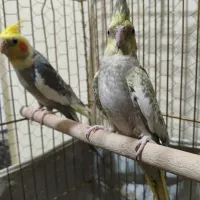 عروس هلندی جفت|پرنده|مشکین‌دشت, |دیوار