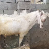 9راس کهره و پازن پاکستانی