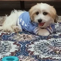 سگ پاکوتاه شیتزو بازی گوش ناز