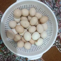 تخم مرغ محلی وارگانیک