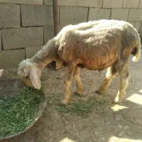 میش‌وبز‌وبره‌نر